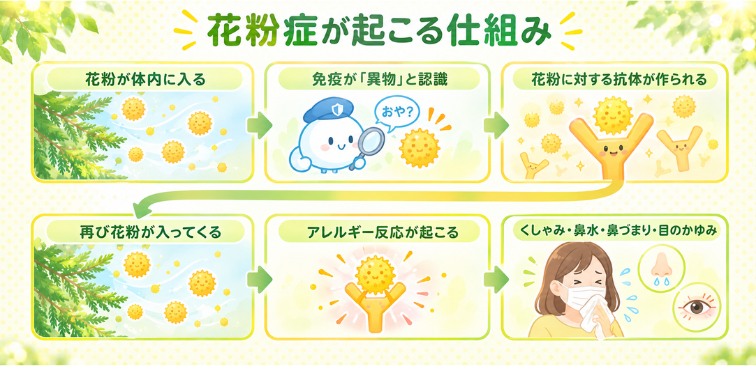 花粉を異物と認識するまでの図解